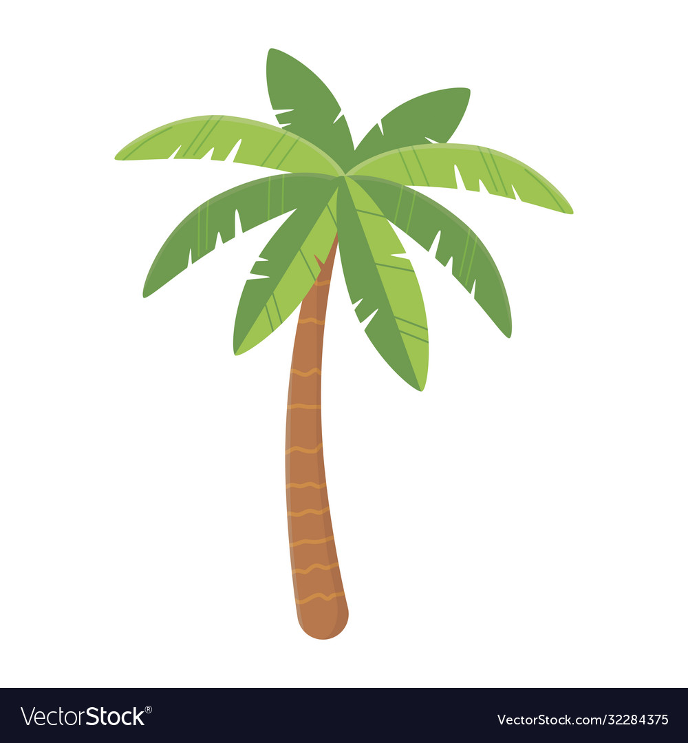 Palm tree tropical nature exotic botanical