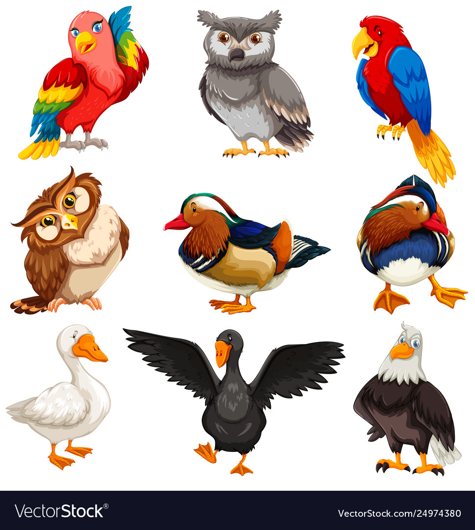 Diverse birds standing set