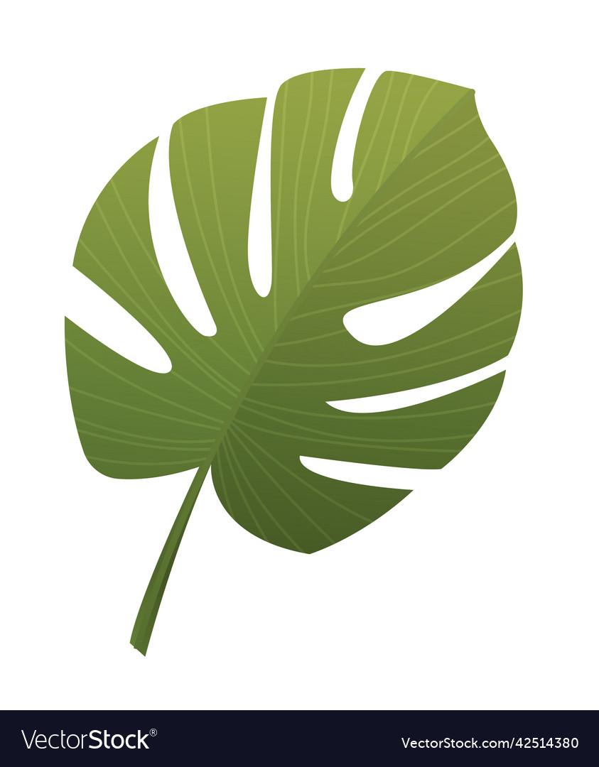 Tropical plant icon Royalty Free Vector Image - VectorStock