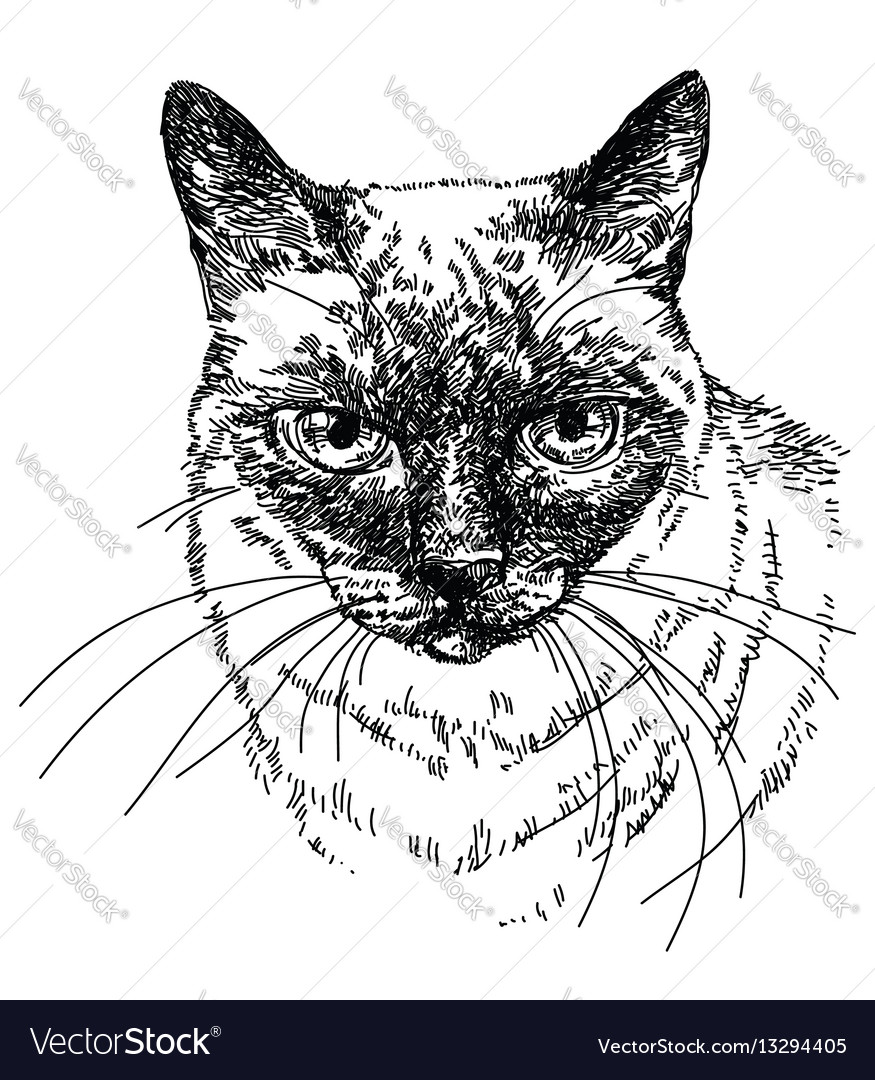 Cat Head Hand Drawing Royalty Free Vector Image