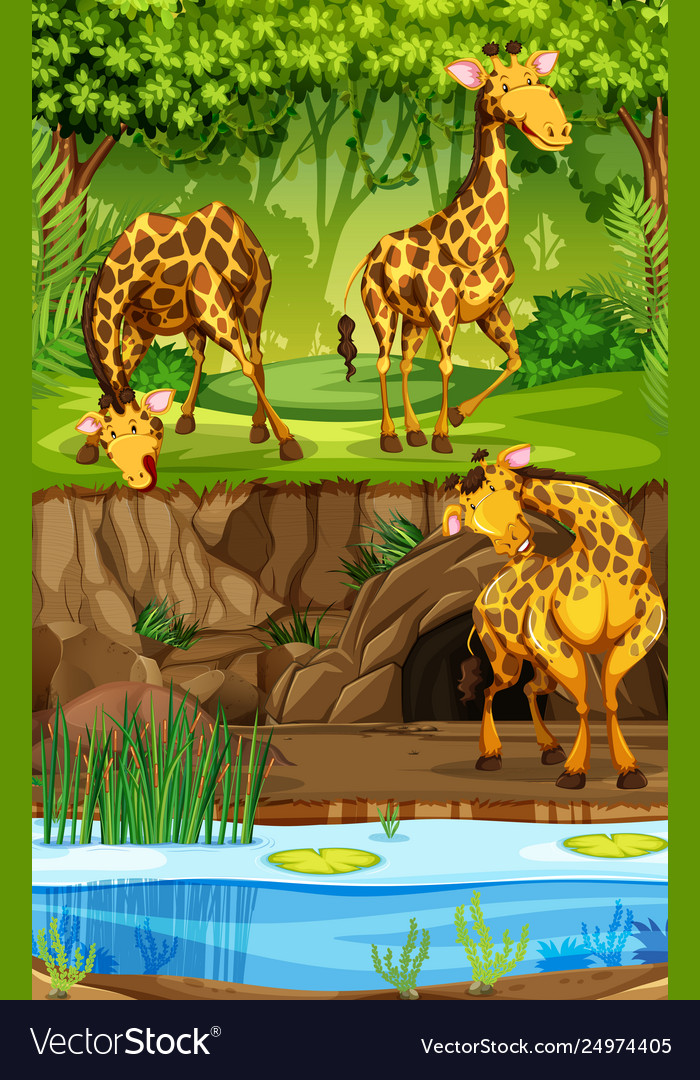 Three giraffes in jungle Royalty Free Vector Image Three giraffes in jungle Royalty Free Vector Image