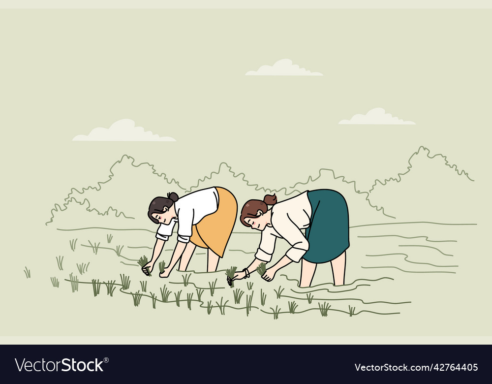 Women working on rice fields