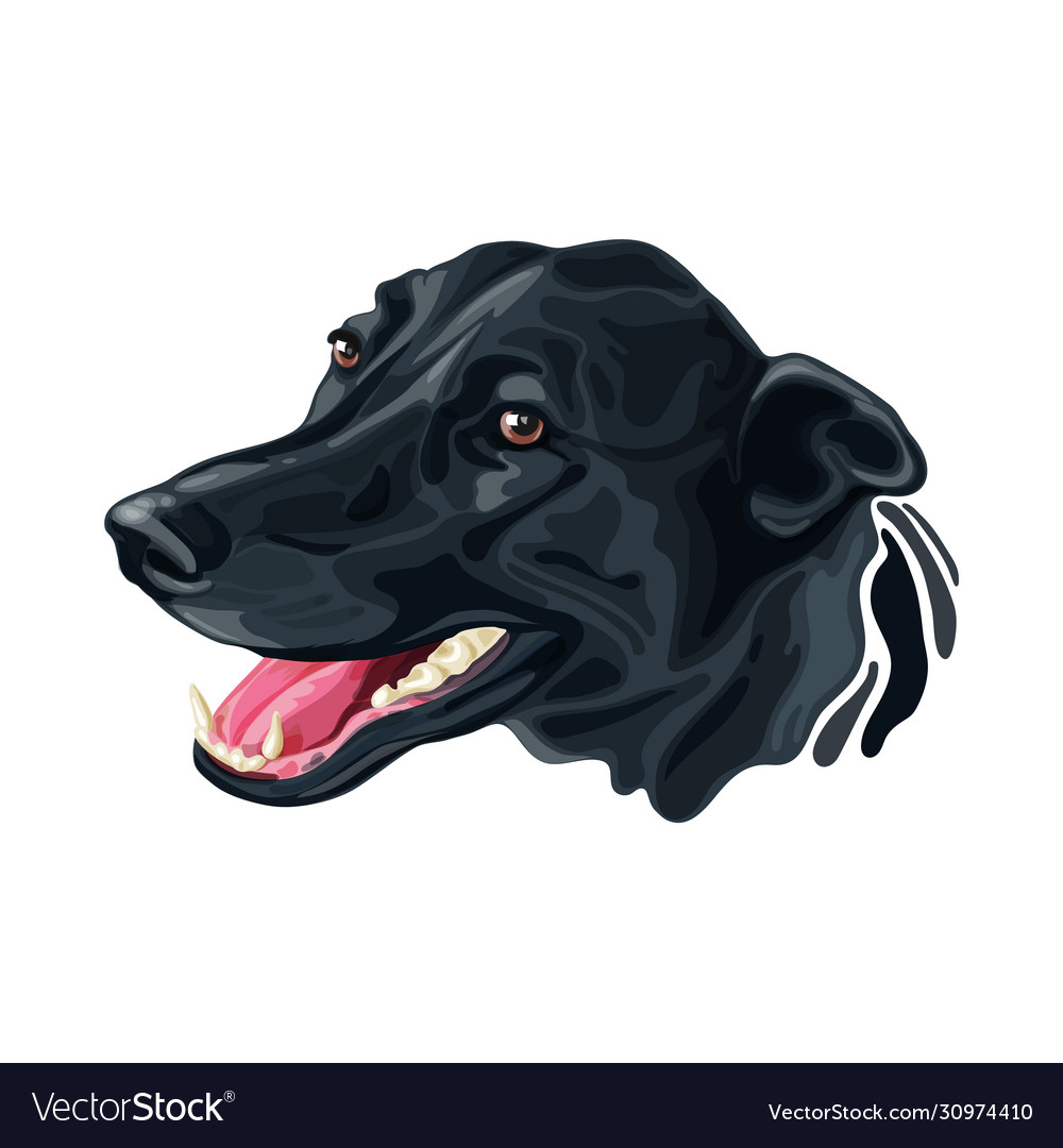 Head dog labrador retriever and border collie Vector Image