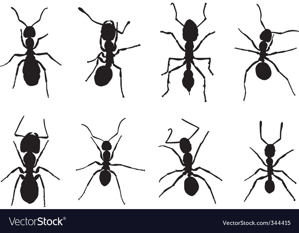 Ants Royalty Free Vector Image - VectorStock