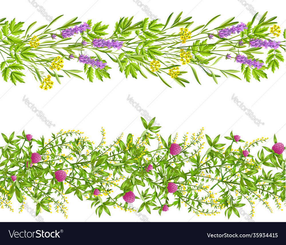 Herbs and wild flowers seamless pattern