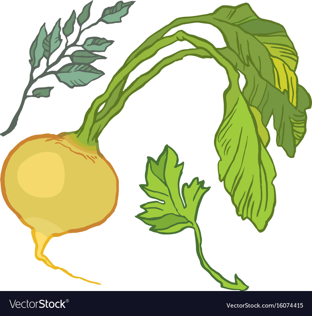 Turnip Royalty Free Vector Image VectorStock