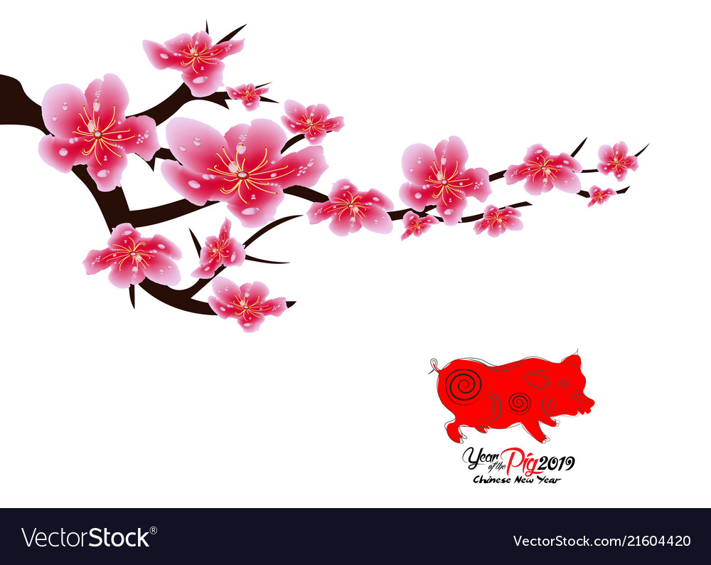 Sakura flowers background cherry blossom isolated Vector Image