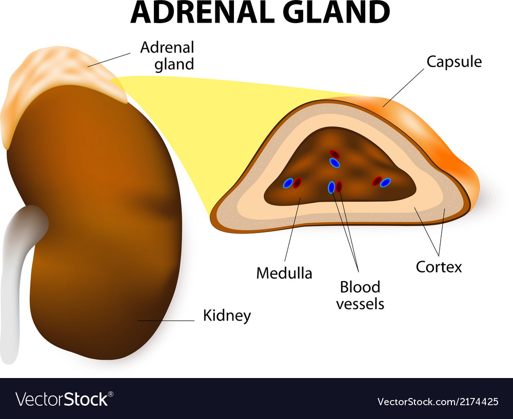 functions-of-adrenal-glands-vector-diagram-functions-of-adrenal-my