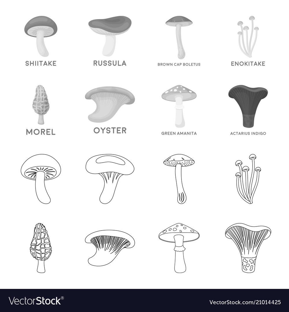 Morel oyster green amanita sagittarius indigo Vector Image