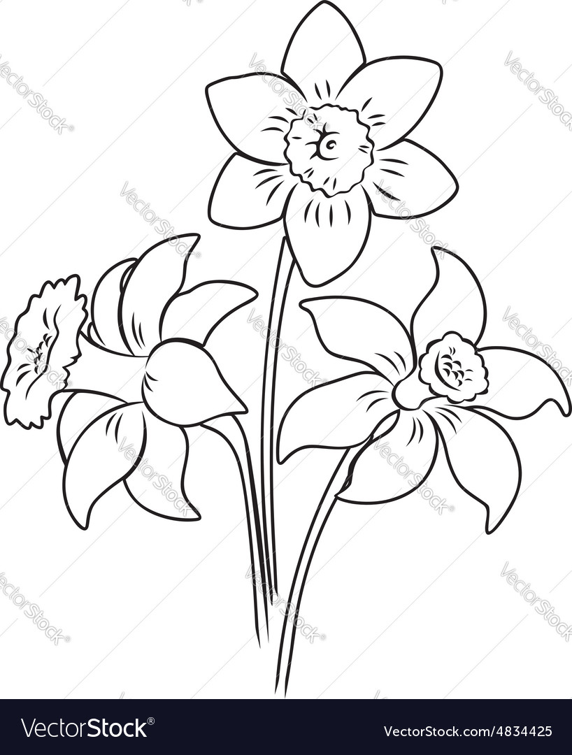 Narcissus flower Royalty Free Vector Image - VectorStock