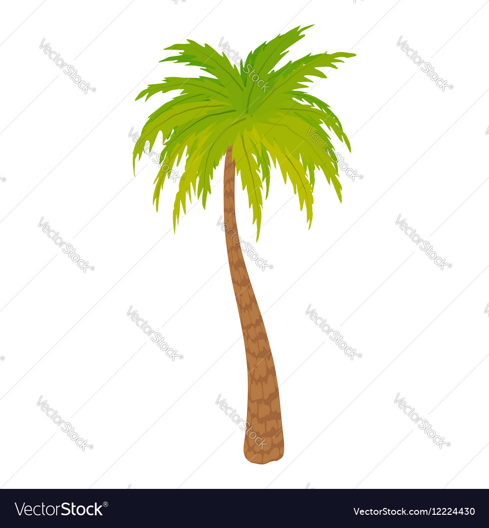 palm tree