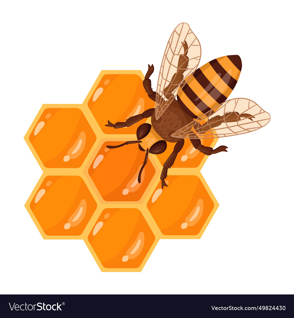 Honey bee with honeycomb cartoon sweet Royalty Free Vector