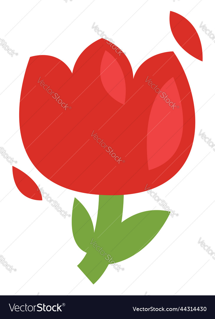 Red flower on a white background