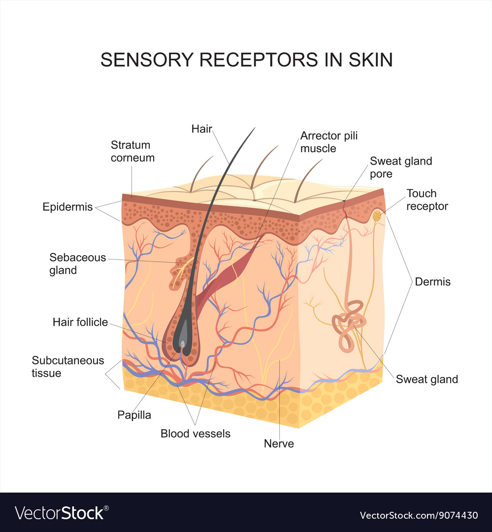 Sensory Receptors In Skin Royalty Free Vector Image