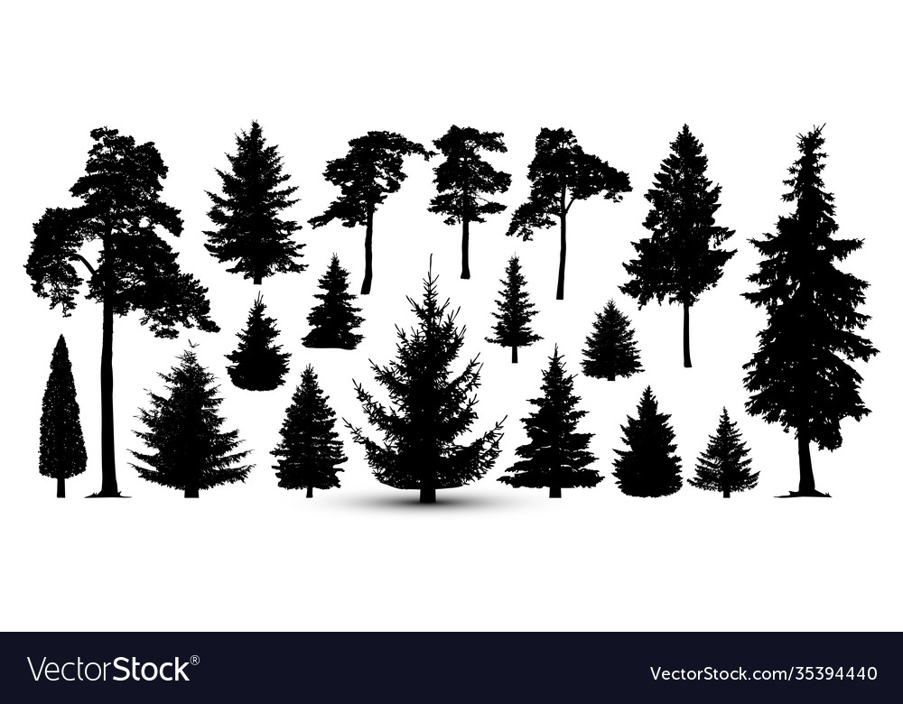 Trees forest set silhouette pine spruce vector image Trees forest set silhouette pine spruce