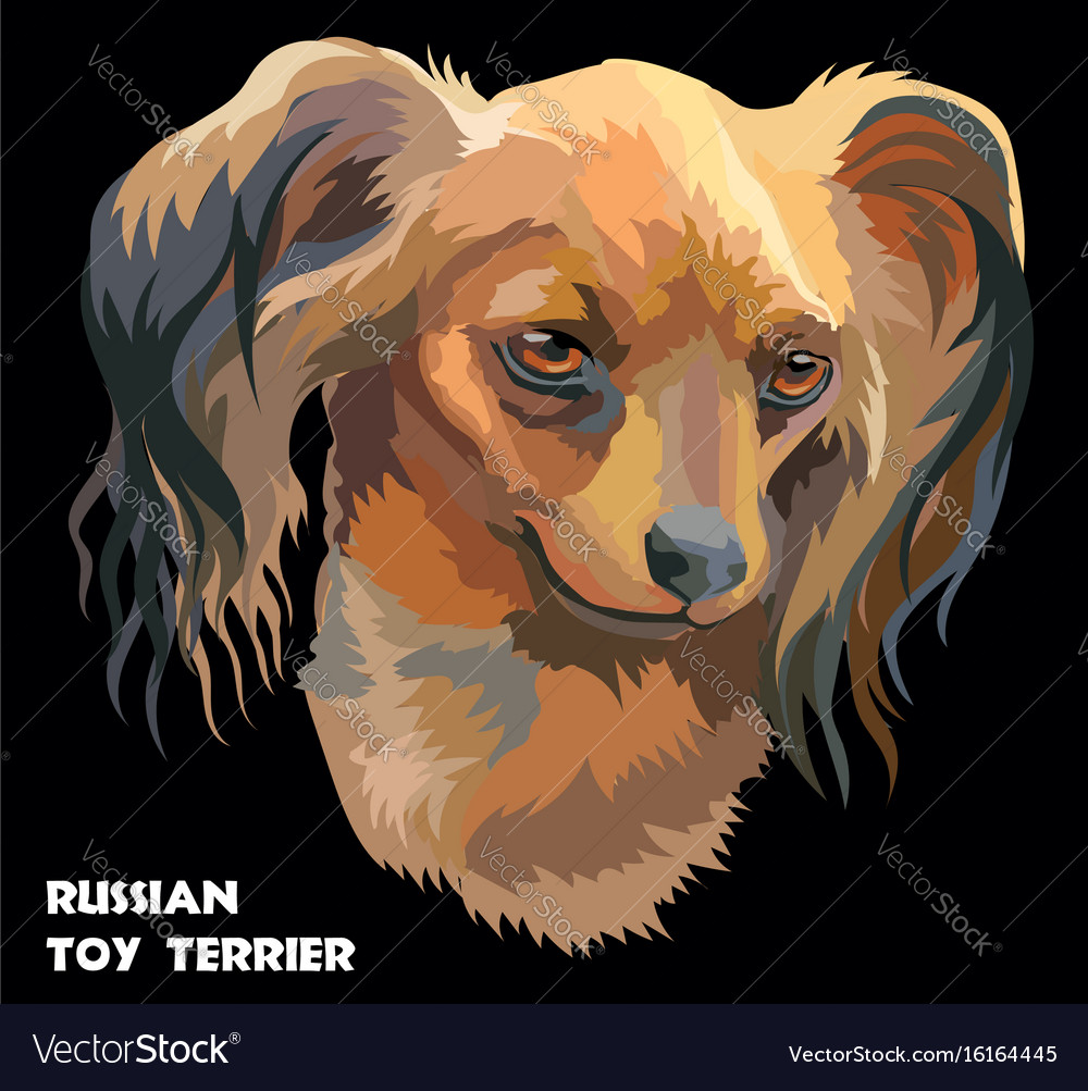 Colorful Russian Long Haired Toy Terrier Portrait Vector Image