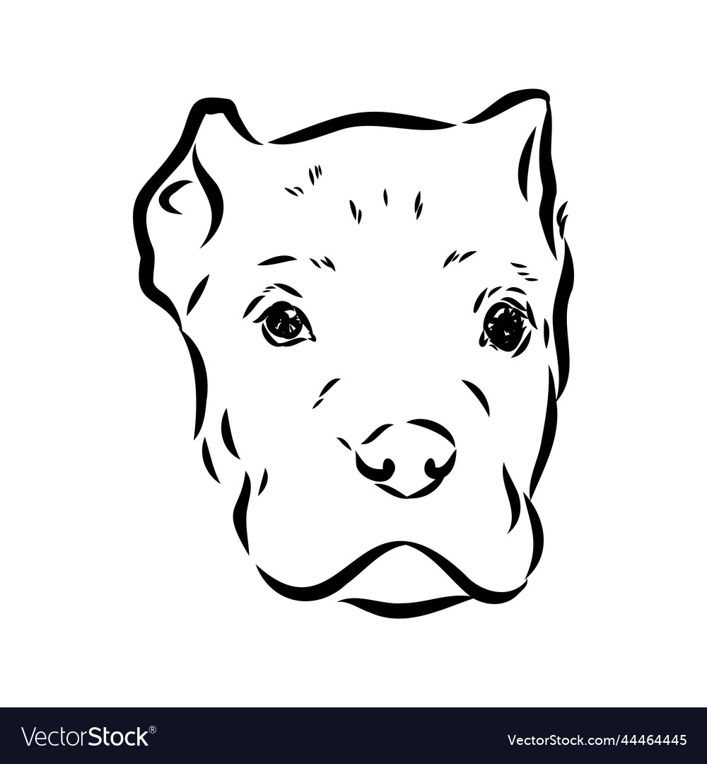 Dog cane corso italiano isolated in black color Vector Image