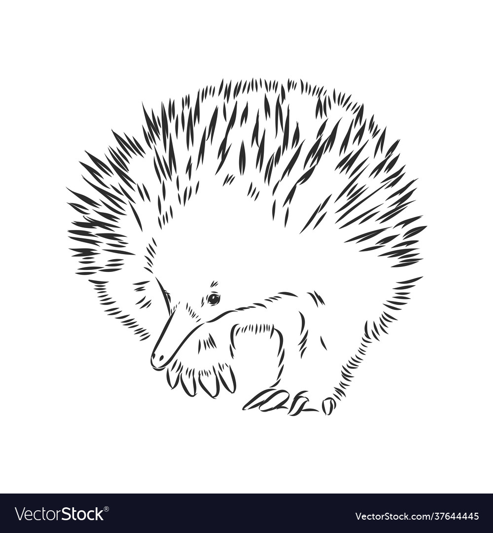 Echidna drawing engraving ink line art Royalty Free Vector