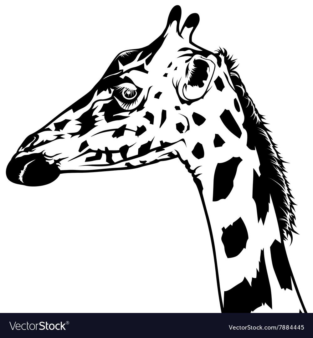 Download Giraffe Head Royalty Free Vector Image - VectorStock