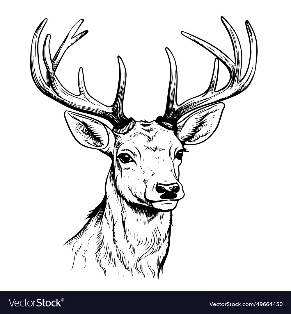 Stag deer head sketch graphics monochrome Vector Image