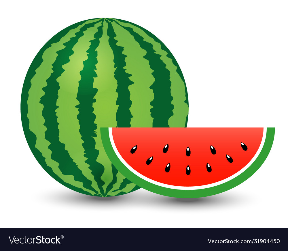 Watermelon and piece on white background Vector Image