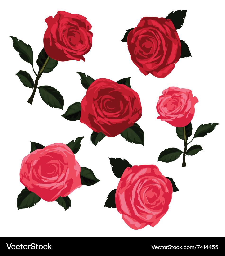 Rose Royalty Free Vector Image - VectorStock