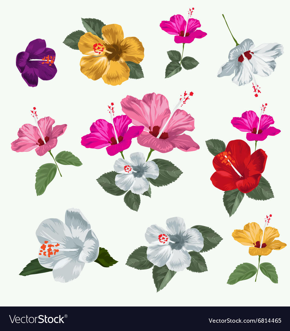 Hibiscus set Royalty Free Vector Image - VectorStock