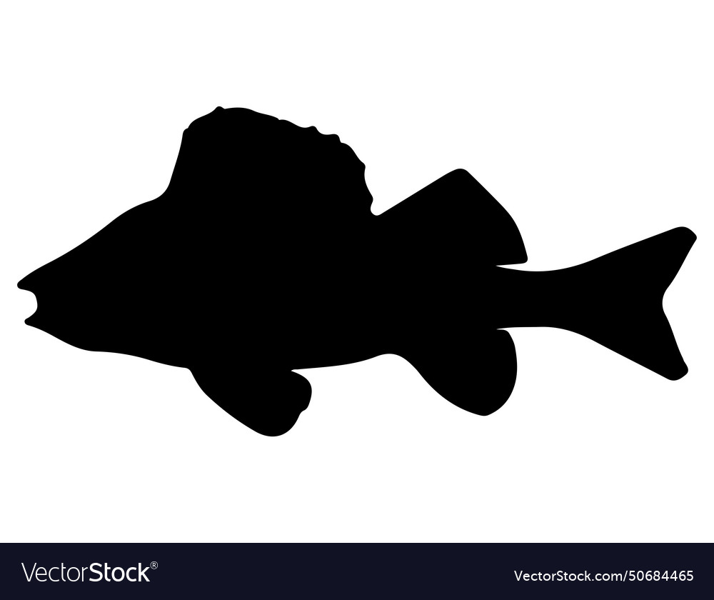 Perch fish silhouette art Royalty Free Vector Image