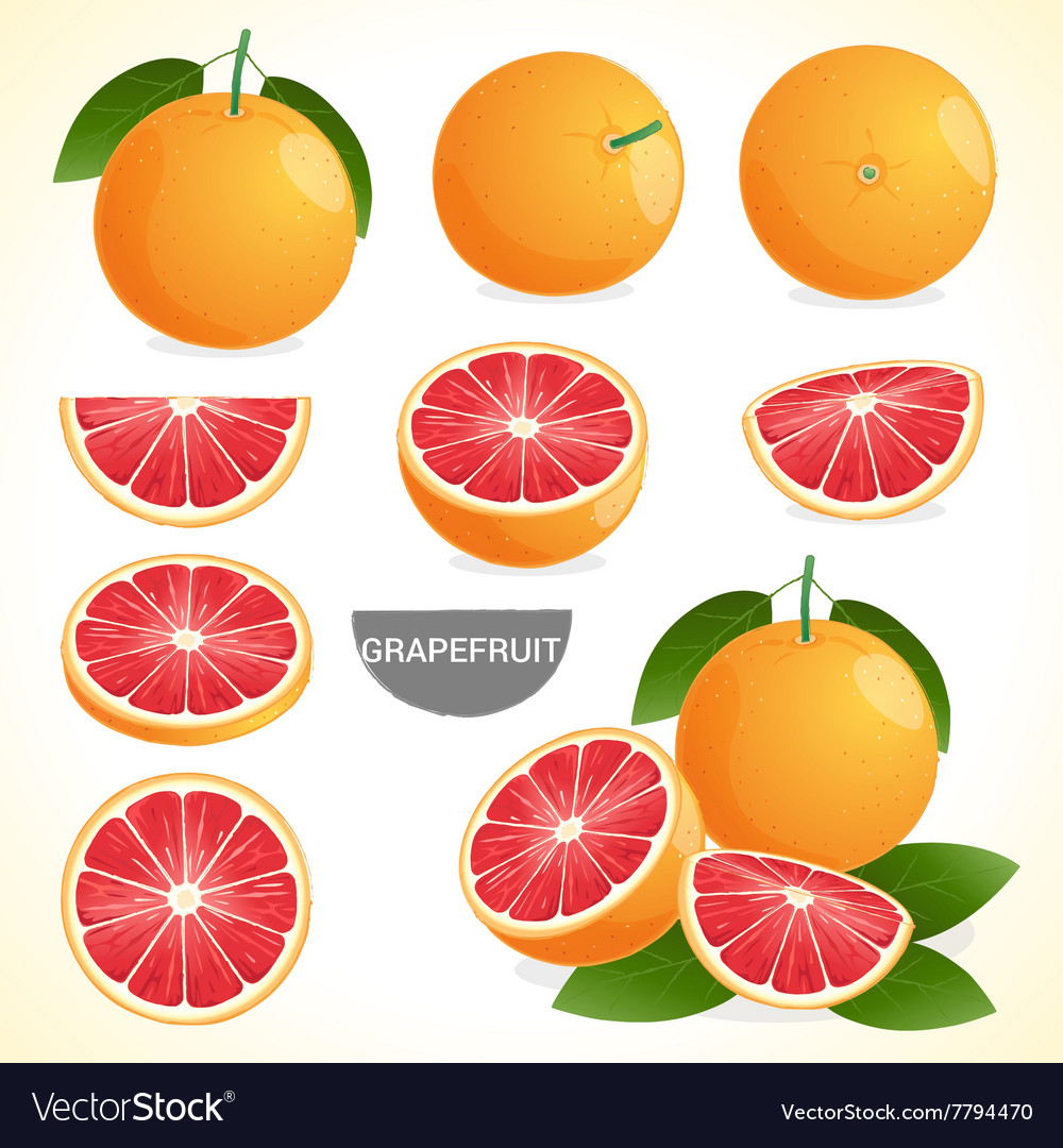 Fruit set of grapefruit in various styles format Vector Image