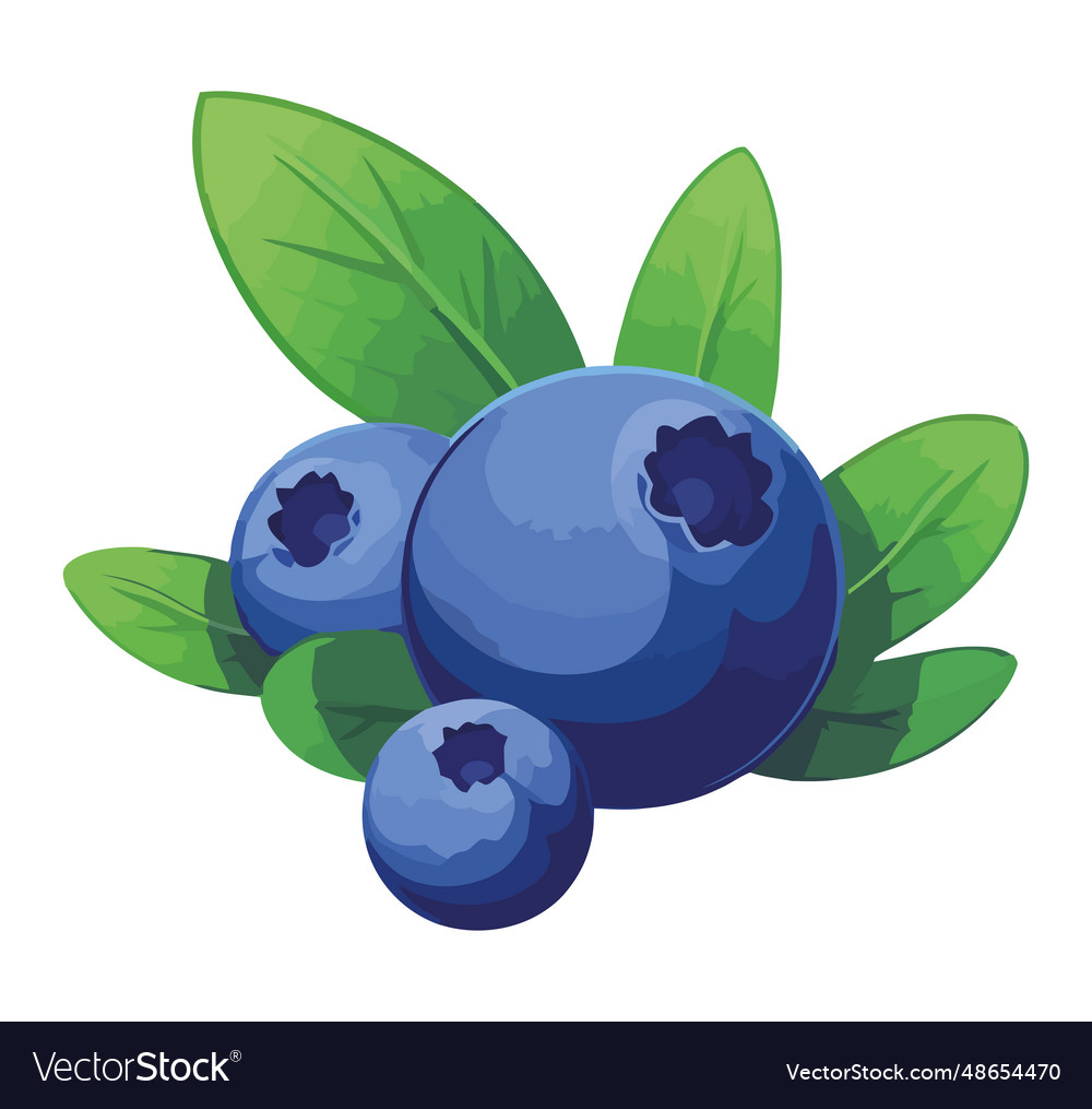 Juicy blueberries design Royalty Free Vector Image