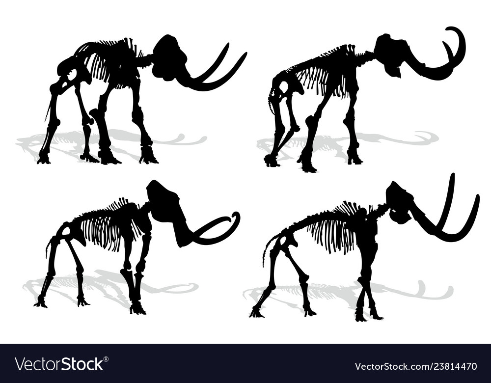 Skeleton of mammoth