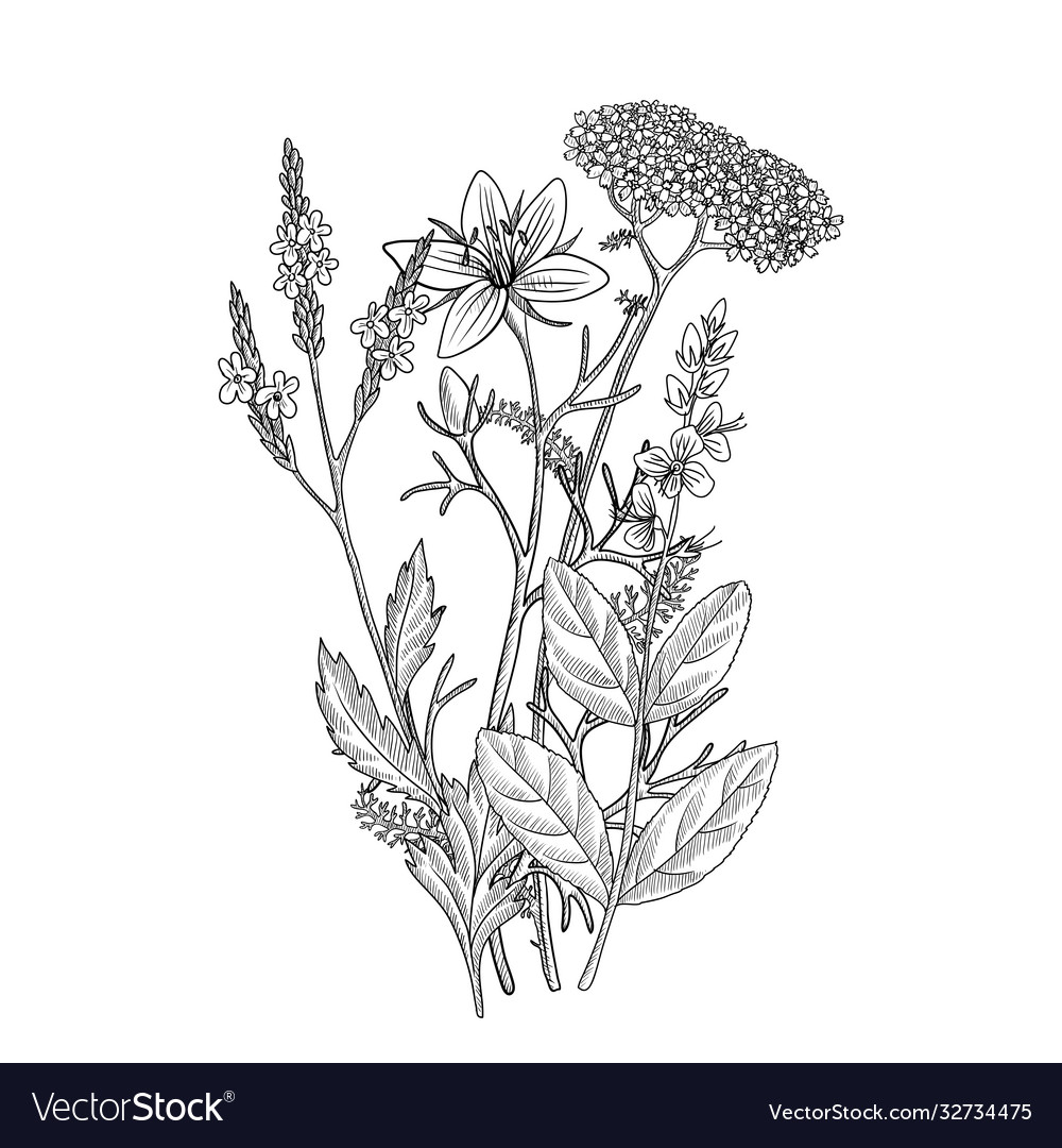 Drawing floral vintage template Royalty Free Vector Image