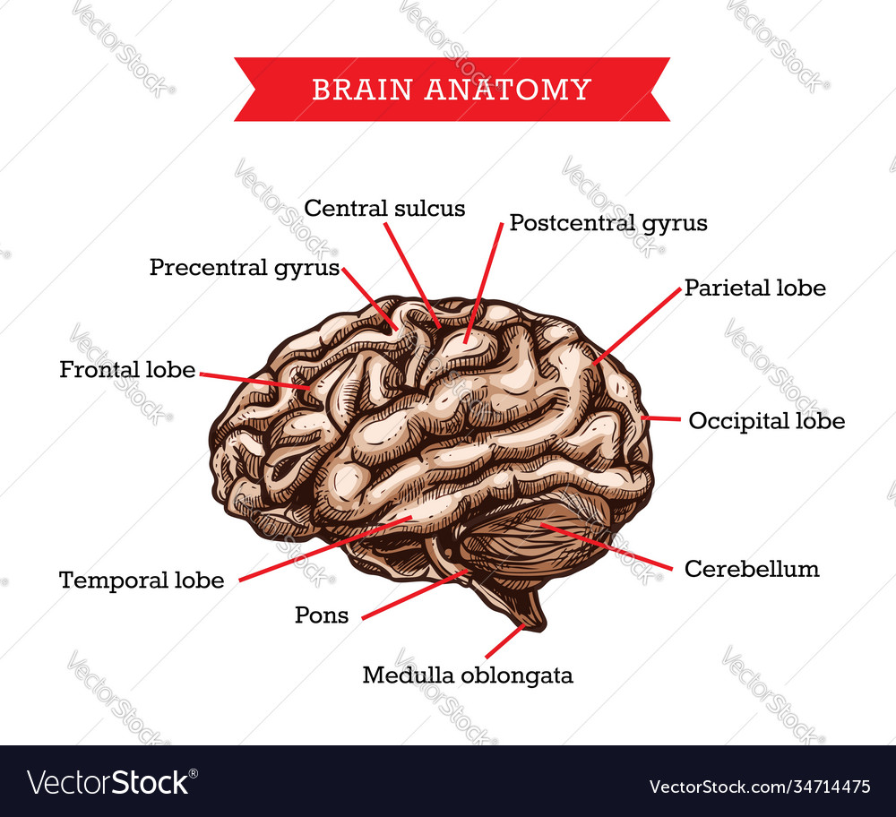 Human brain anatomy medicine aid scheme Royalty Free Vector