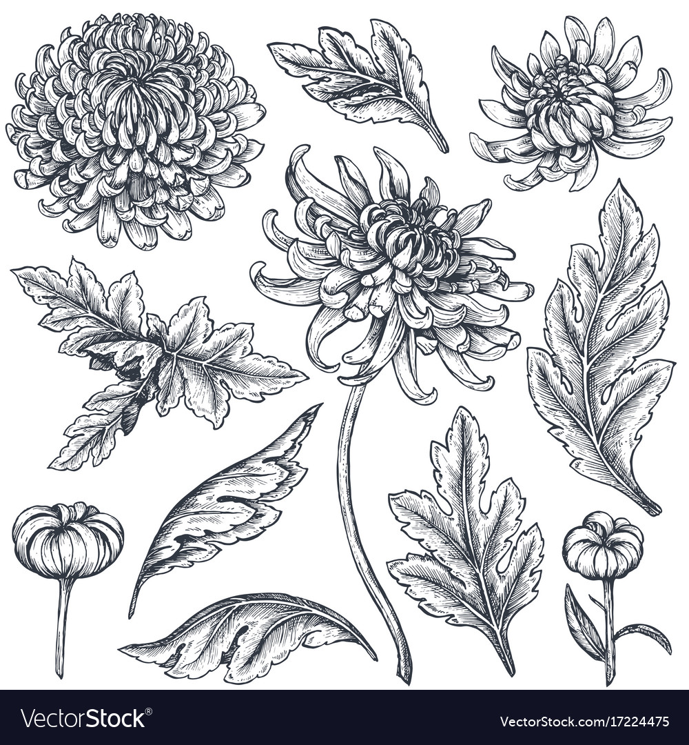Set hand drawn chrysanthemum flowers Royalty Free Vector