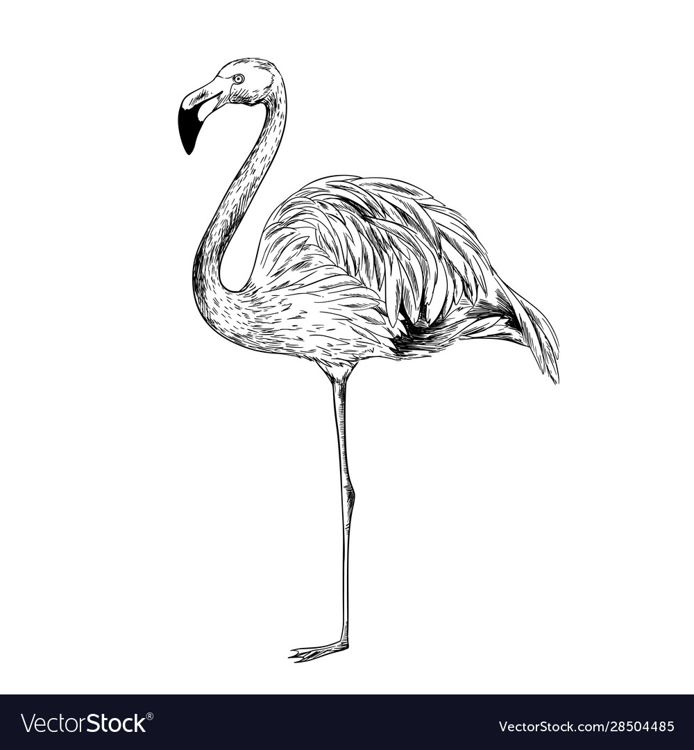 I've been drawing flamingos lately : r/AdobeIllustrator