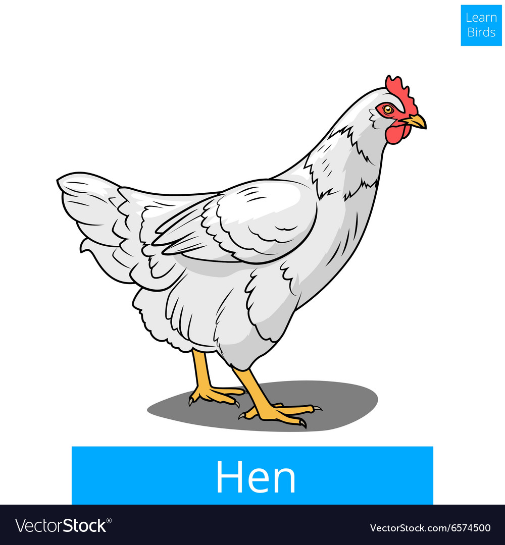 Hen learn birds educational game Royalty Free Vector Image