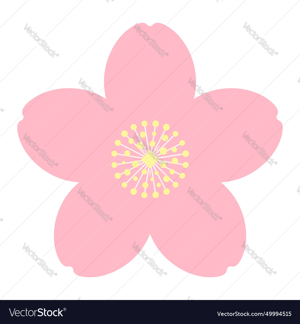 Sakura plum apple blossom flower isolated