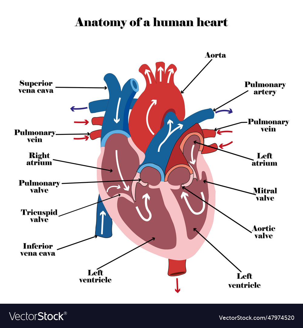 Hand drawing of human organ anatomy