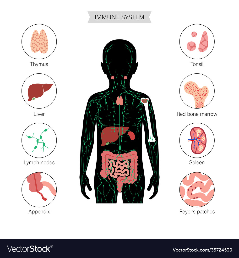 Lymphatic system concept Royalty Free Vector Image