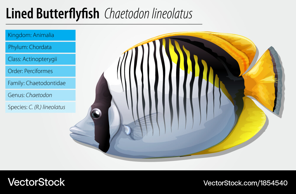 Lined butterflyfish Royalty Free Vector Image - VectorStock