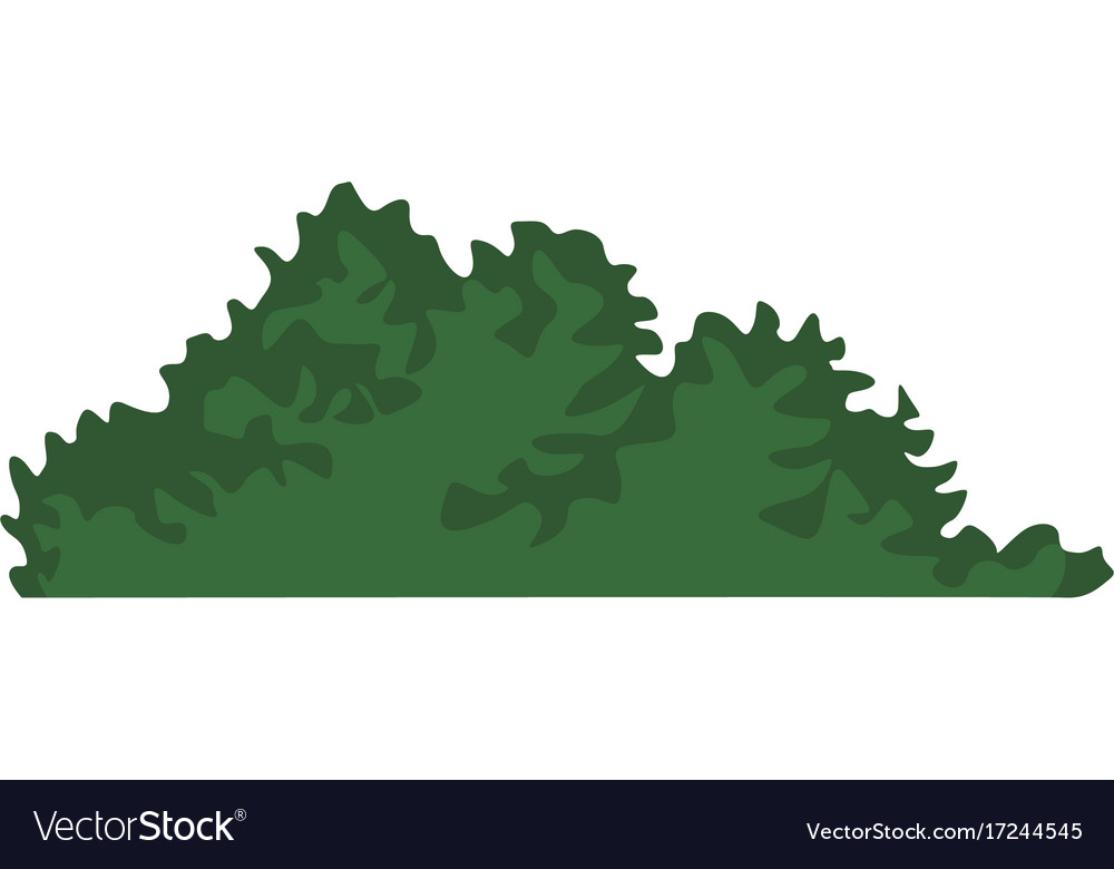 Bush Leaves Isolated Royalty Free Vector Image