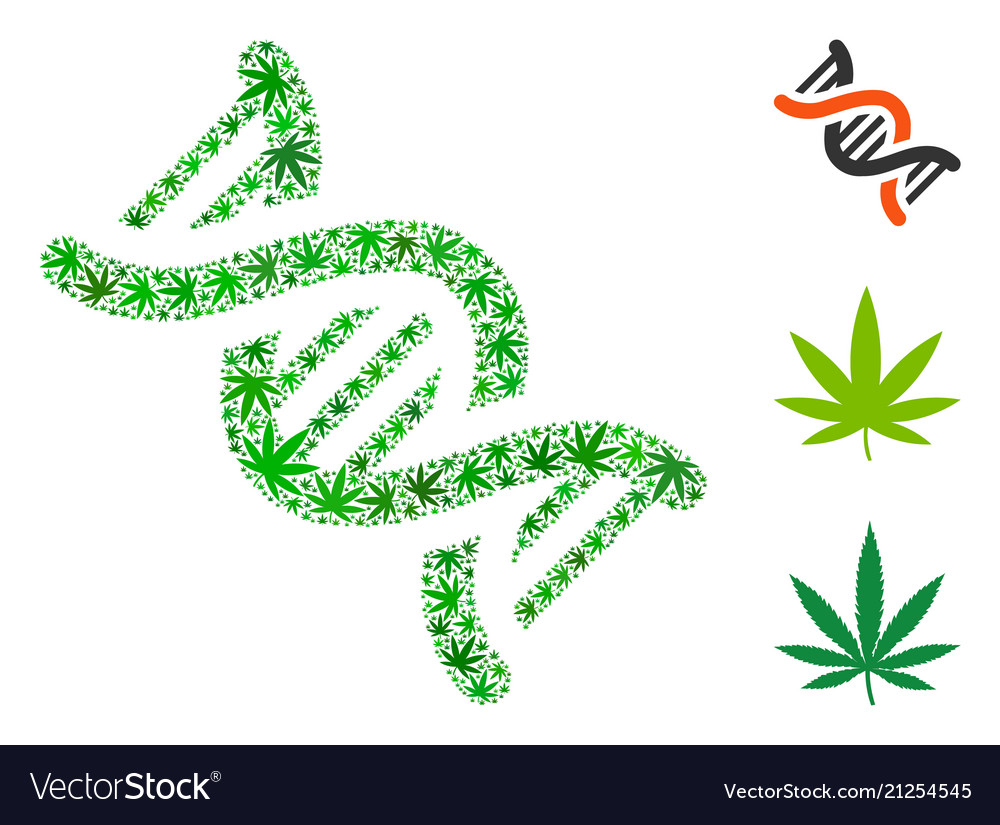 Dna spiral composition of hemp leaves vector image Dna spiral composition of hemp leaves