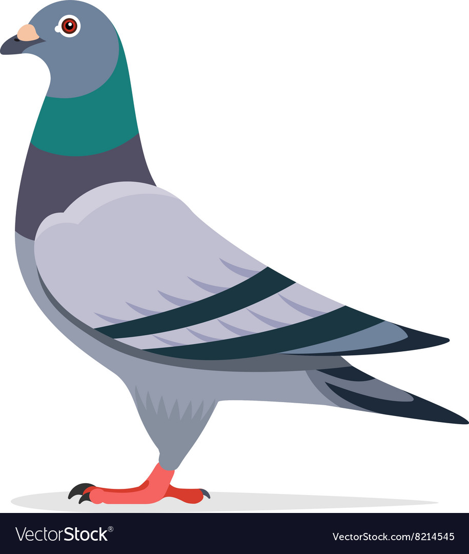 Pigeon character Royalty Free Vector Image VectorStock