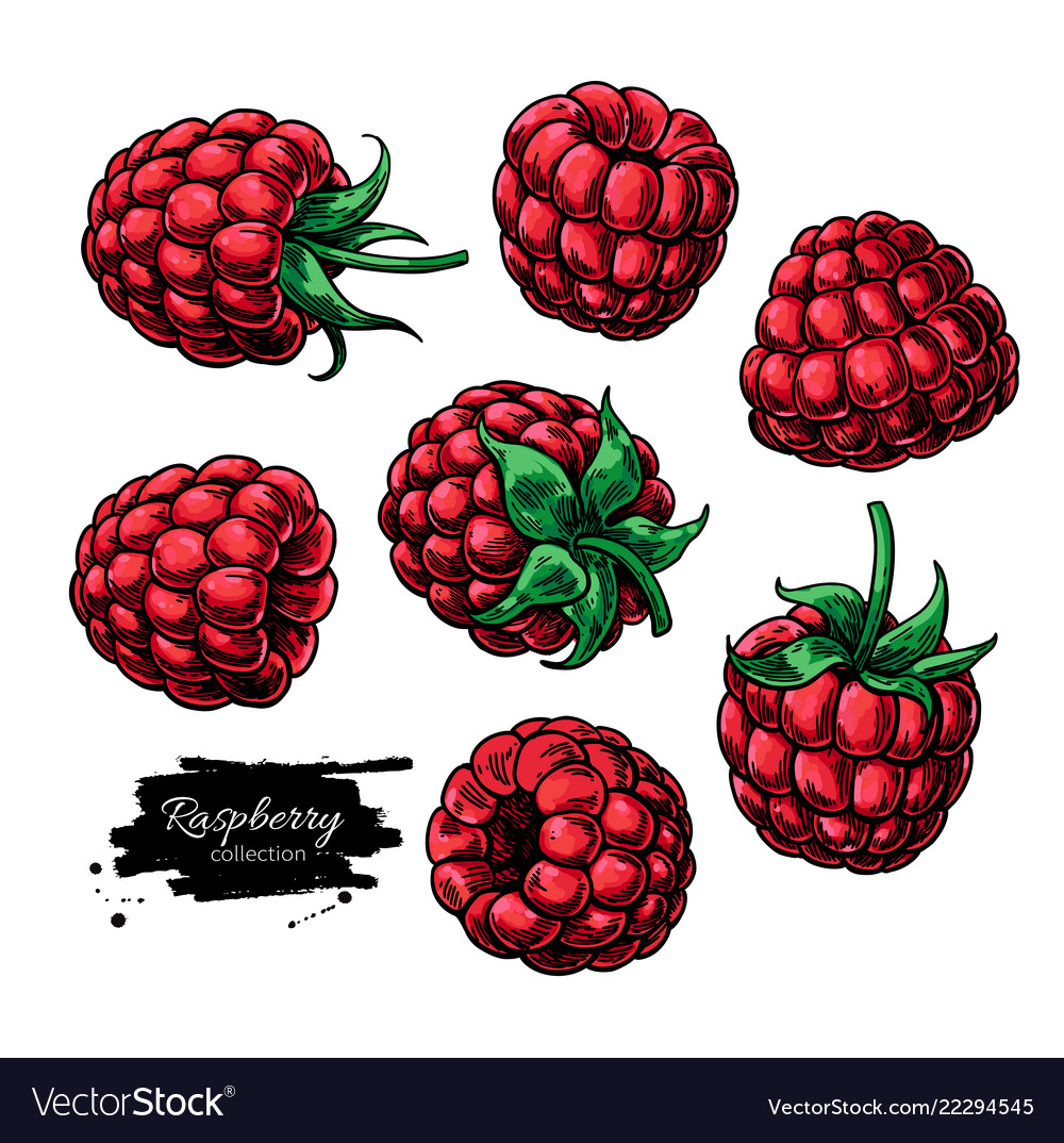 Raspberry Drawing