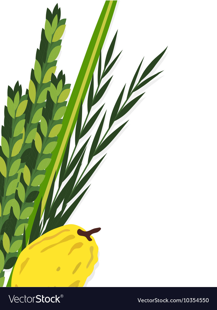 Jewish holiday sukkot lulav etrog arava vector image on VectorStock.