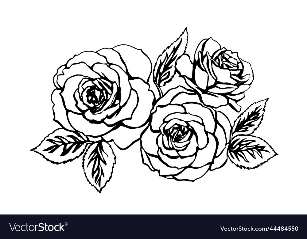 Rose sketch on white background Royalty Free Vector Image