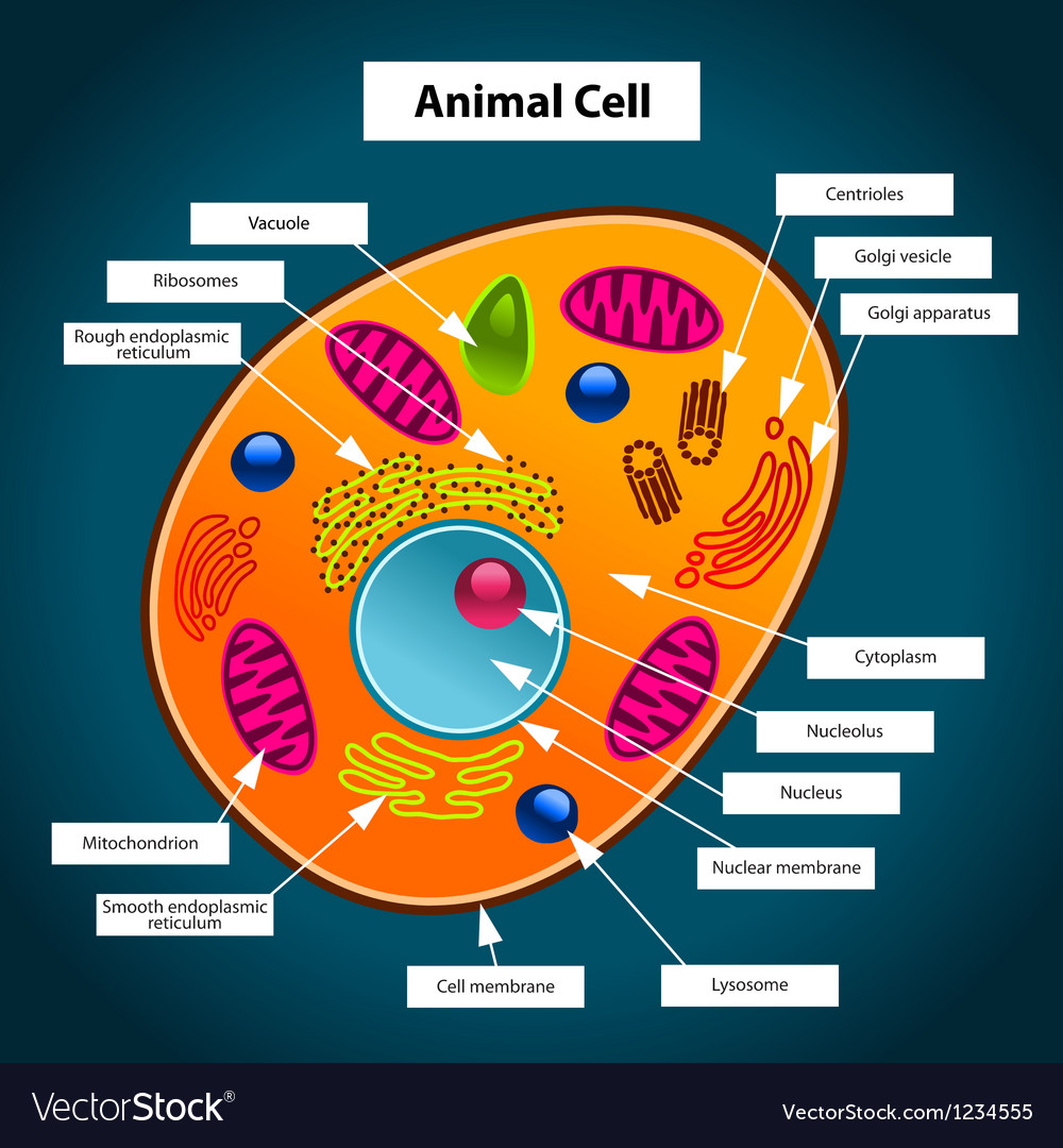 Plant And Animal Cell Clip Art at genjohnnyblog Blog