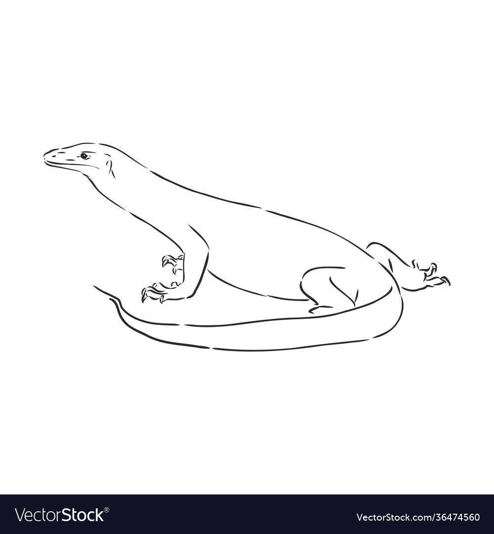 Hand drawn sketch komodo dragon varan