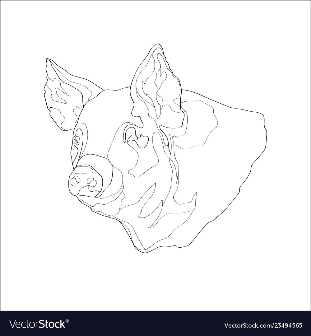 Pig head line