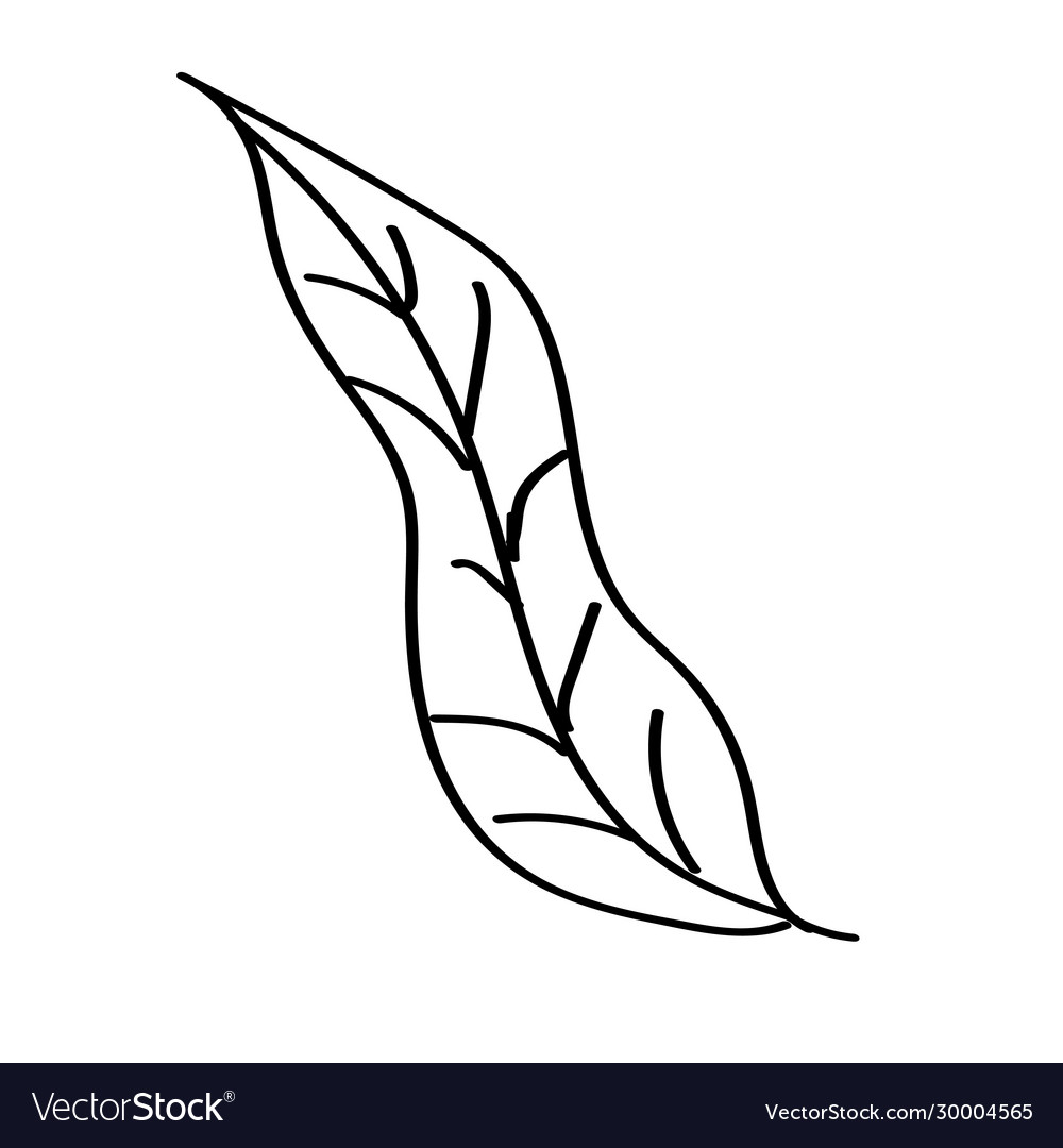 Single doodle outline flower leaf plant twig Vector Image